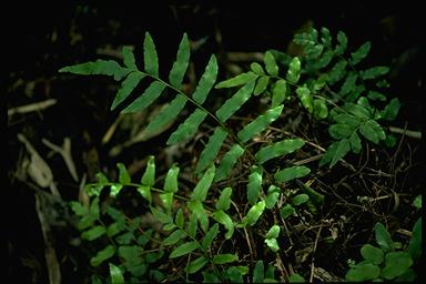 APII jpeg image of Blechnum minus  © contact APII