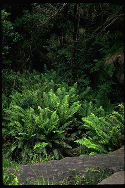 APII jpeg image of Blechnum nudum  © contact APII