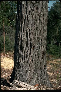 APII jpeg image of Eucalyptus sieberi  © contact APII