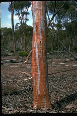 APII jpeg image of Eucalyptus steedmanii  © contact APII