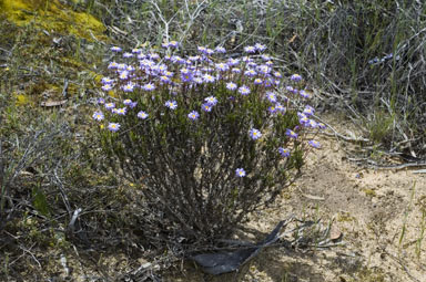 APII jpeg image of Olearia ciliata  © contact APII