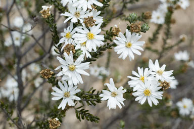 APII jpeg image of Olearia pimeleoides subsp. pimeleoides  © contact APII