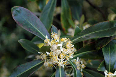 APII jpeg image of Tasmannia purpurascens  © contact APII