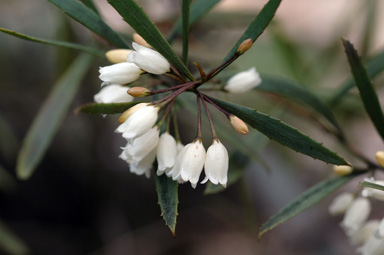 APII jpeg image of Eremophila saligna  © contact APII