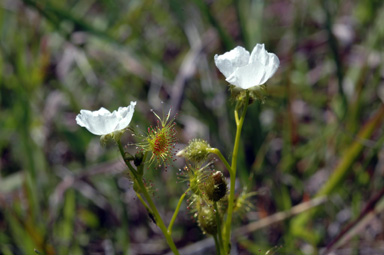 APII jpeg image of Drosera auriculata  © contact APII