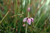 Tetratheca subaphylla