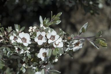 APII jpeg image of Leptospermum namadgiensis  © contact APII