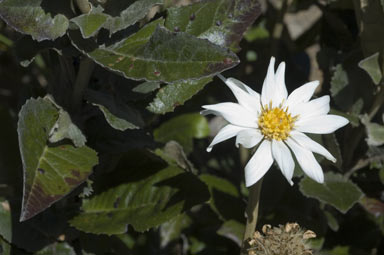 APII jpeg image of Olearia grandiflora  © contact APII