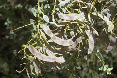 APII jpeg image of Acacia cultriformis  © contact APII