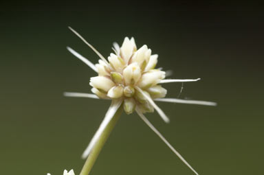 APII jpeg image of Lomandra longifolia  © contact APII