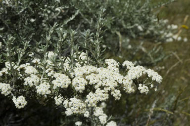 APII jpeg image of Ozothamnus secundiflorus  © contact APII