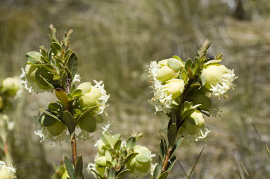 APII jpeg image of Pimelea bracteata  © contact APII