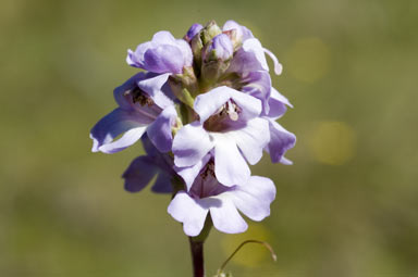 APII jpeg image of Euphrasia collina subsp. paludosa  © contact APII