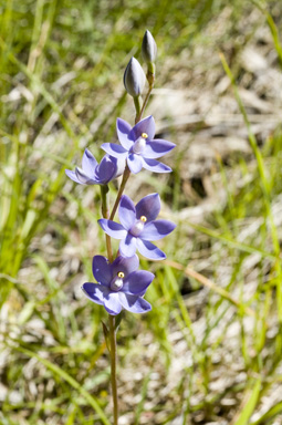 APII jpeg image of Thelymitra  © contact APII