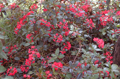 APII jpeg image of Rhododendron lochiae x macgregoriae  © contact APII