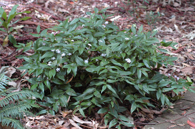 APII jpeg image of Tripladenia cunninghamii  © contact APII