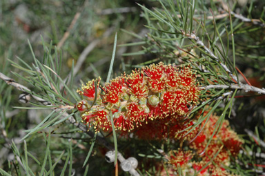 APII jpeg image of Callistemon brachyandrus  © contact APII