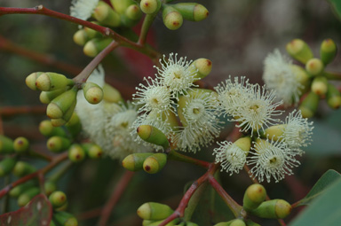 APII jpeg image of Eucalyptus cladocalyx  © contact APII