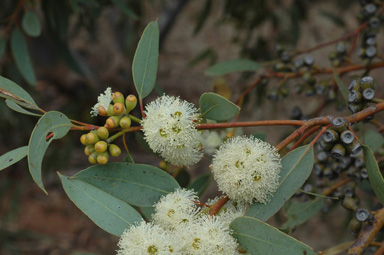 APII jpeg image of Eucalyptus argutifolia  © contact APII