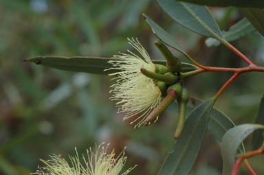 APII jpeg image of Eucalyptus macrandra  © contact APII