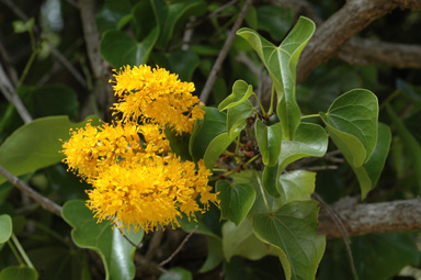 APII jpeg image of Barklya syringifolia  © contact APII