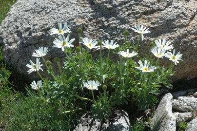 APII jpeg image of Ranunculus anemoneus  © contact APII