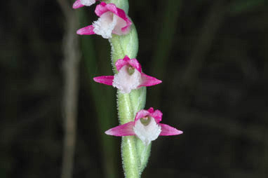 APII jpeg image of Spiranthes sinensis var. australis  © contact APII