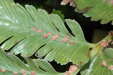 APII jpeg image of Asplenium lucidum  © contact APII