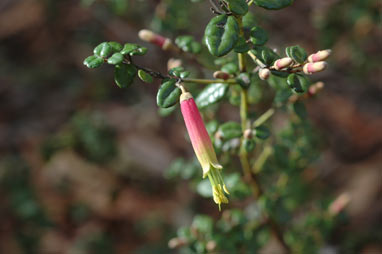 APII jpeg image of Correa reflexa 'Kangaroo Island'  © contact APII