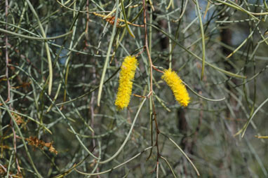 APII jpeg image of Acacia paraneura  © contact APII