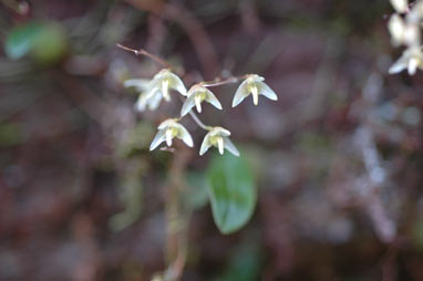 APII jpeg image of Bulbophyllum  © contact APII