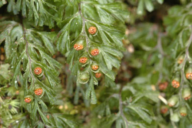 APII jpeg image of Hymenophyllum cupressiforme  © contact APII