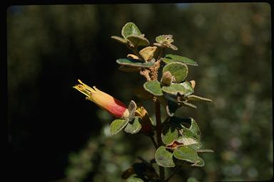 APII jpeg image of Correa backhouseana var. orbicularis  © contact APII