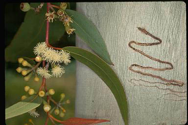 APII jpeg image of Eucalyptus haemastoma  © contact APII