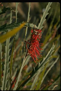 APII jpeg image of Grevillea longifolia  © contact APII