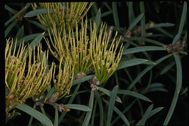 APII jpeg image of Hakea corymbosa  © contact APII