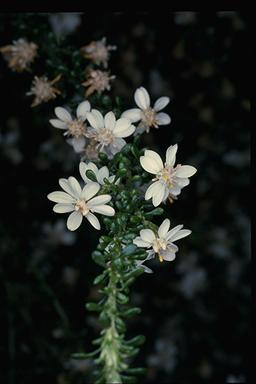 APII jpeg image of Olearia microphylla  © contact APII