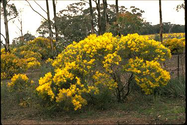 APII jpeg image of Acacia williamsonii  © contact APII