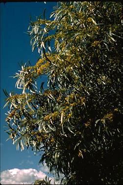 APII jpeg image of Acacia harpophylla  © contact APII