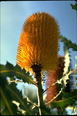 APII jpeg image of Banksia ashbyi  © contact APII