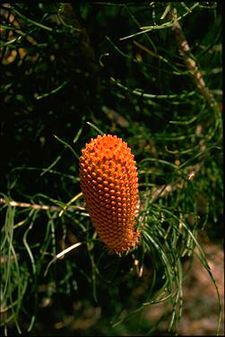 APII jpeg image of Banksia leptophylla  © contact APII