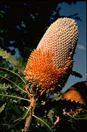 Banksia prionotes