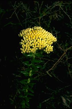 APII jpeg image of Cassinia denticulata  © contact APII