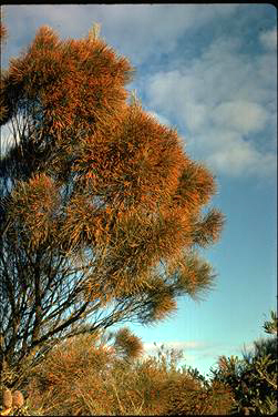 APII jpeg image of Allocasuarina distyla  © contact APII