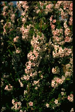 APII jpeg image of Chamelaucium ciliatum  © contact APII