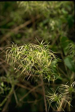 APII jpeg image of Clematis aristata  © contact APII