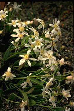 APII jpeg image of Clematis gentianoides  © contact APII