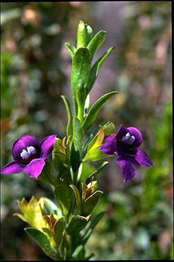 APII jpeg image of Eremophila willsii  © contact APII