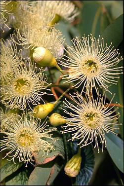 APII jpeg image of Corymbia calophylla  © contact APII