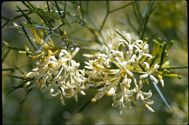 APII jpeg image of Grevillea anethifolia  © contact APII